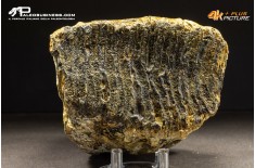 Molare di Mammuthus primigenius
