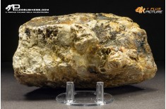 Molare di Mammuthus primigenius