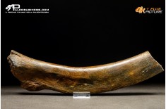 Costola di Mammuthus primigenius