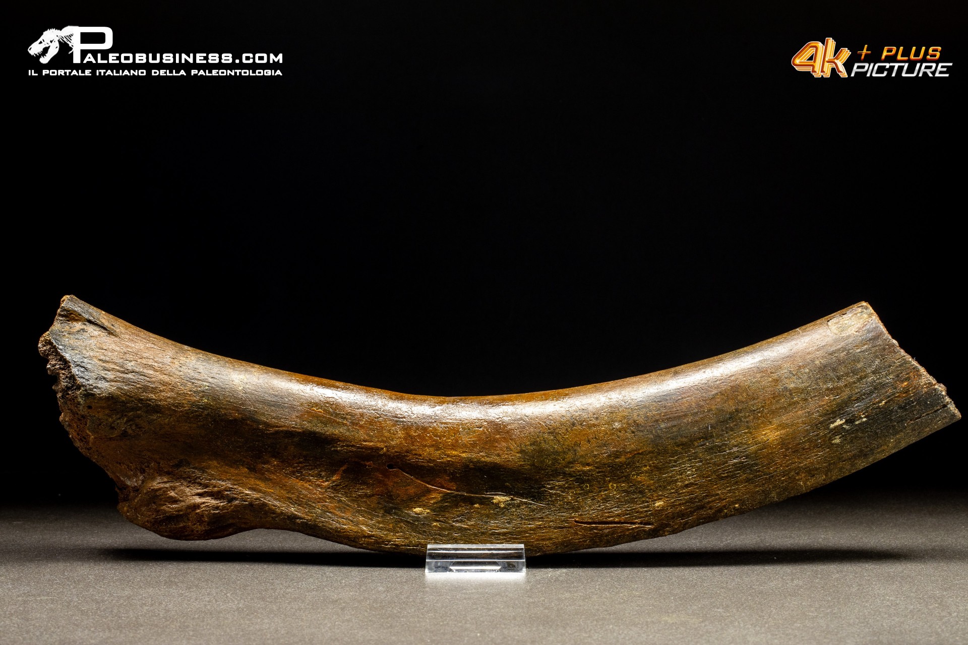 Costola di Mammuthus primigenius