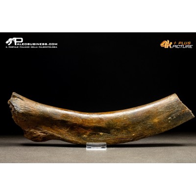 Costola di Mammuthus primigenius