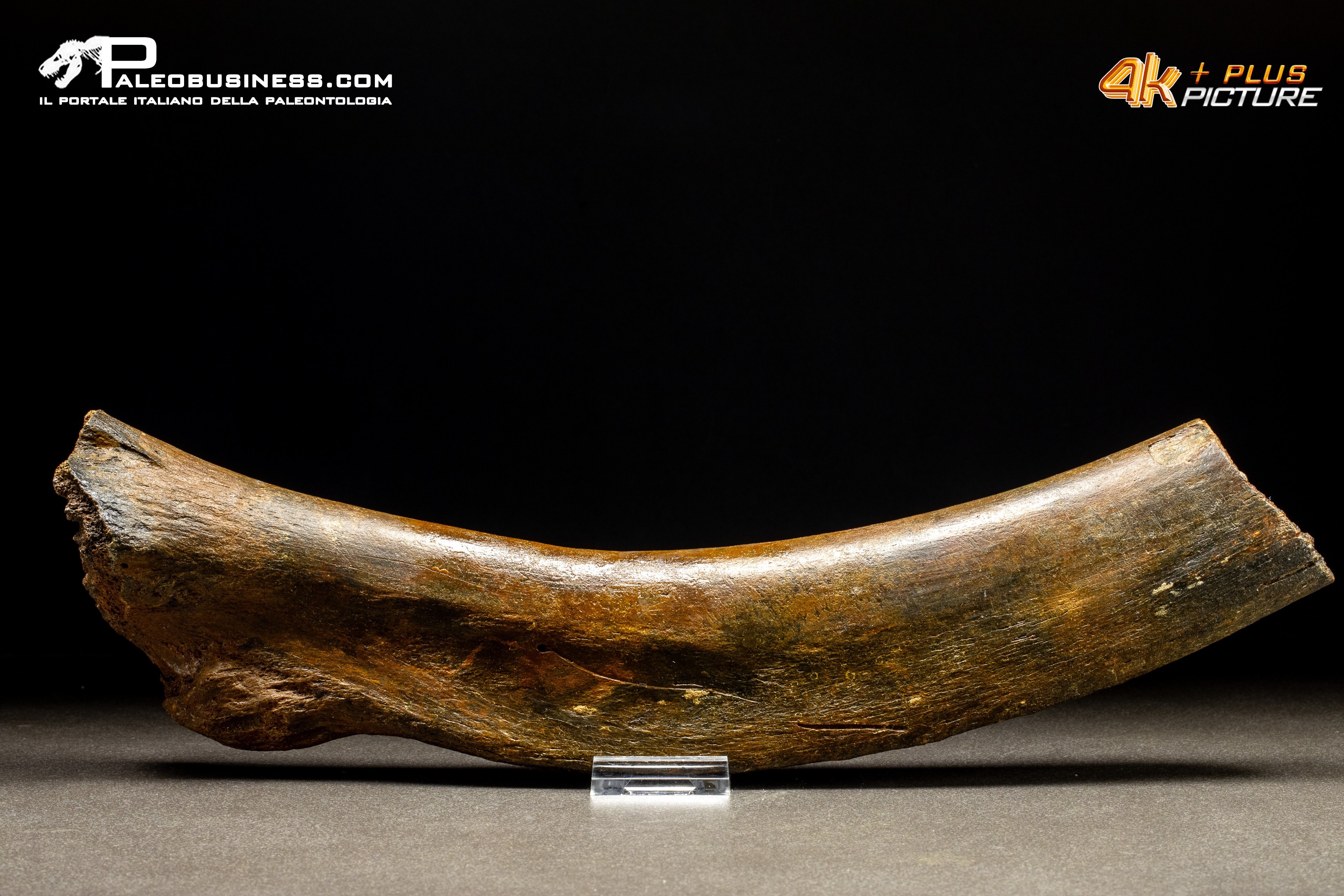Costola di Mammuthus primigenius