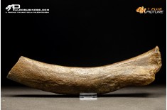 Costola di Mammuthus primigenius
