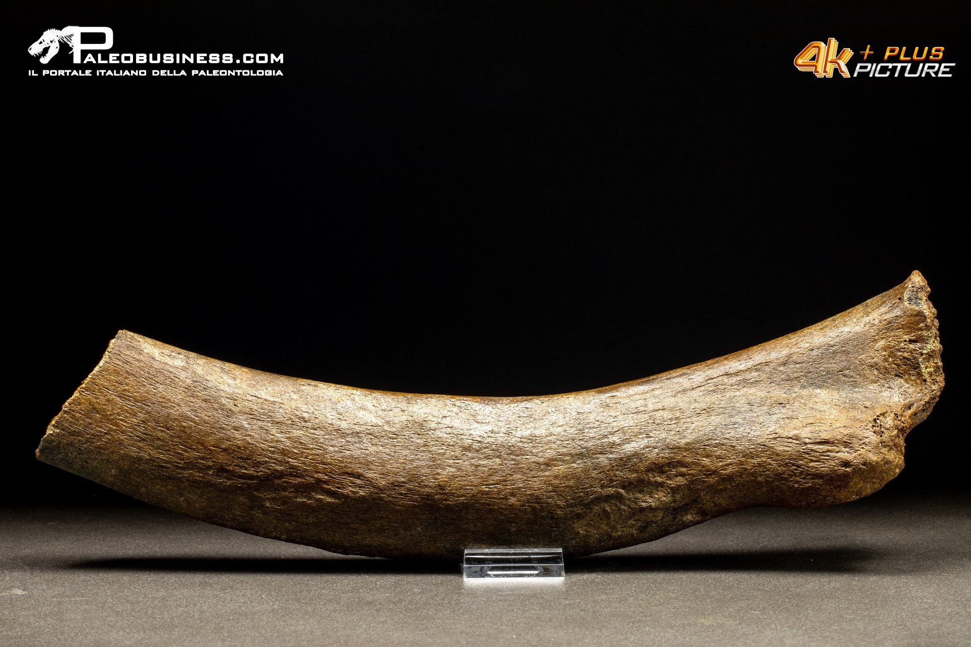 Costola di Mammuthus primigenius