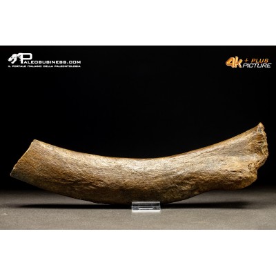 Costola di Mammuthus primigenius