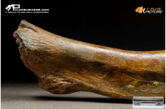 Costola di Mammuthus primigenius