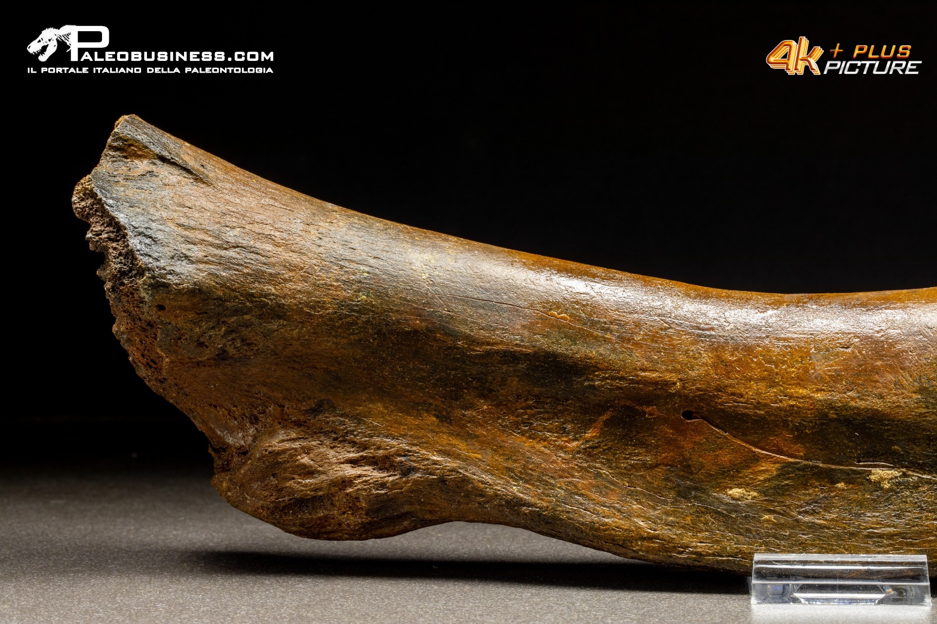 Costola di Mammuthus primigenius