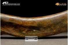 Costola di Mammuthus primigenius