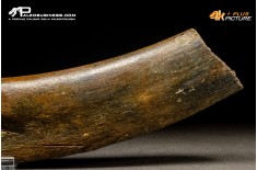 Costola di Mammuthus primigenius