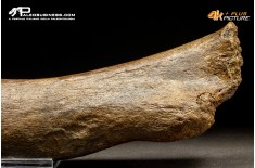 Costola di Mammuthus primigenius