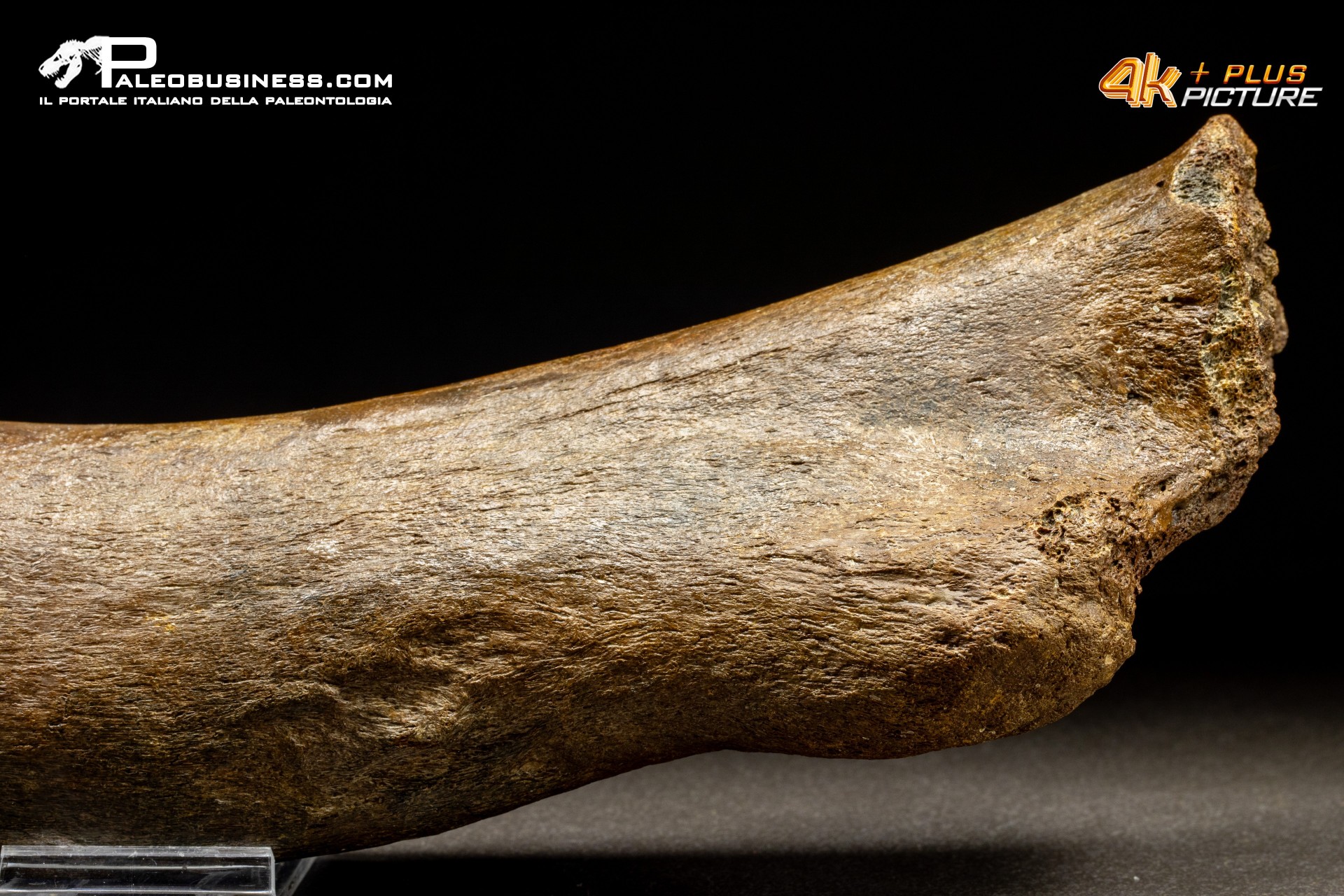 Costola di Mammuthus primigenius