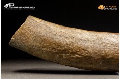 Costola di Mammuthus primigenius