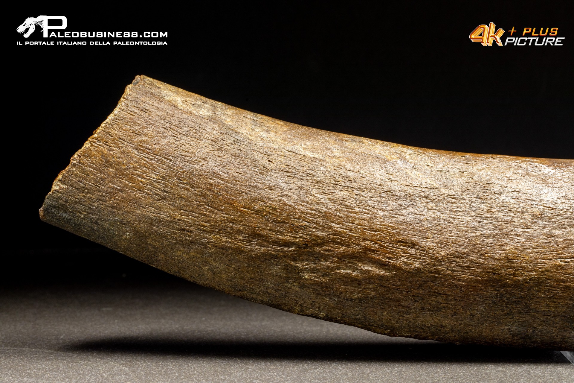 Costola di Mammuthus primigenius