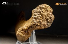 Costola di Mammuthus primigenius