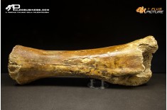 Ulna di Mammuthus primigenius