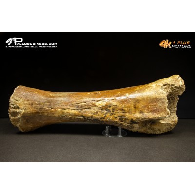 Ulna di Mammuthus primigenius