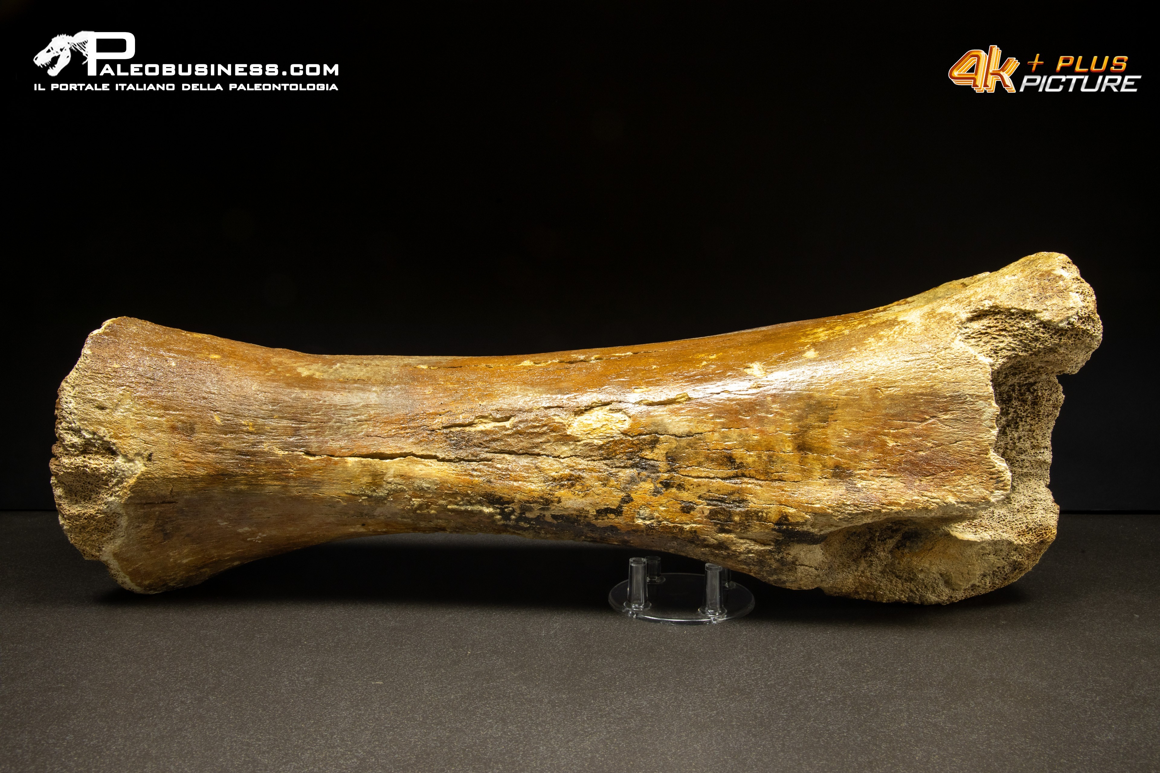 Ulna di Mammuthus primigenius