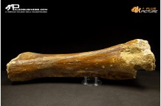 Ulna di Mammuthus primigenius