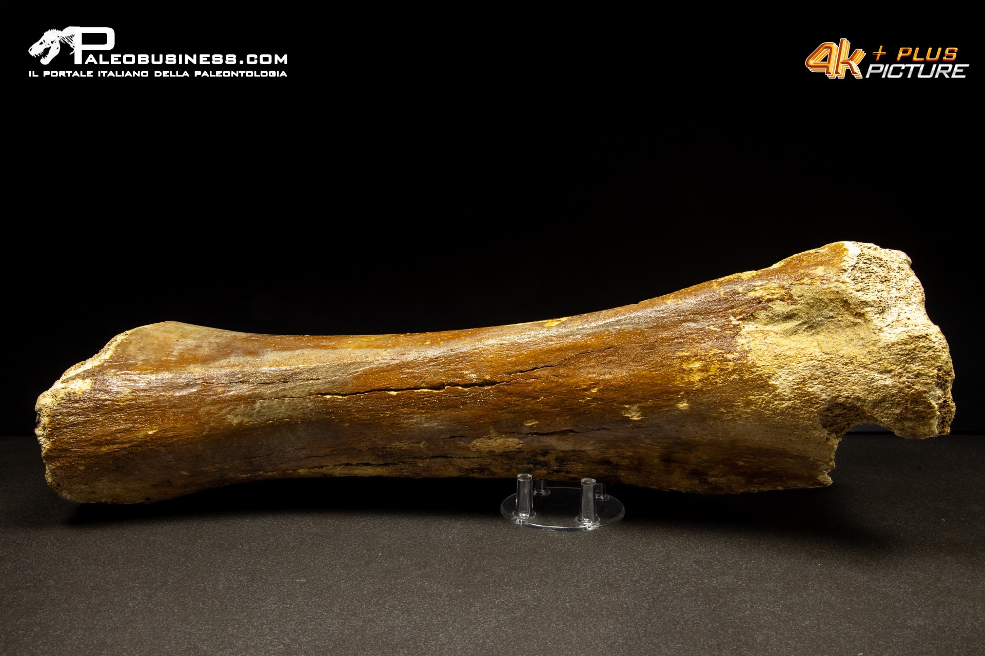 Ulna di Mammuthus primigenius