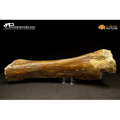 Ulna di Mammuthus primigenius