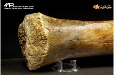 Ulna di Mammuthus primigenius