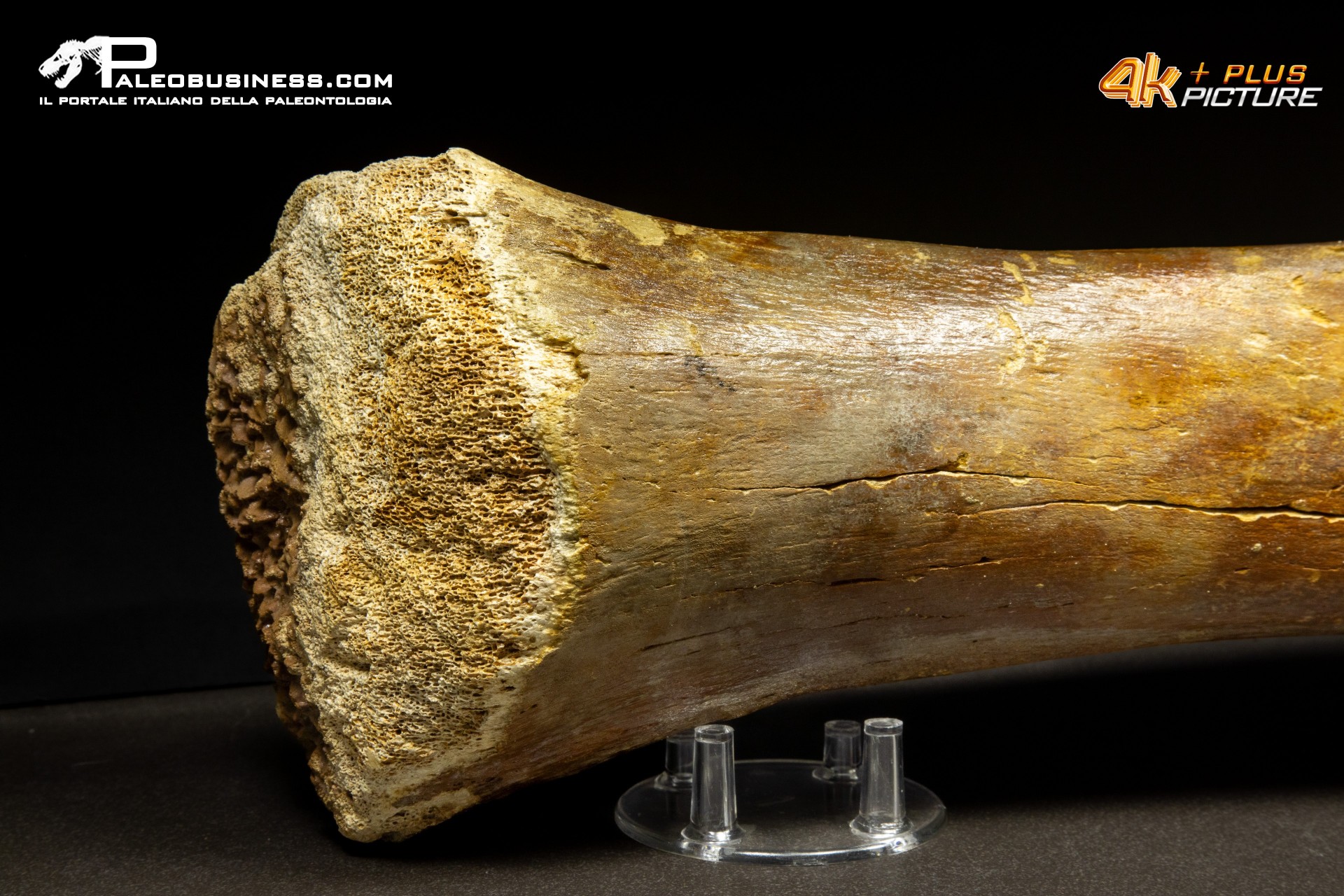 Ulna di Mammuthus primigenius