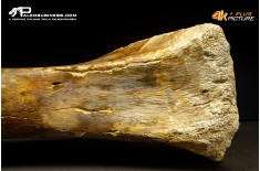 Ulna di Mammuthus primigenius