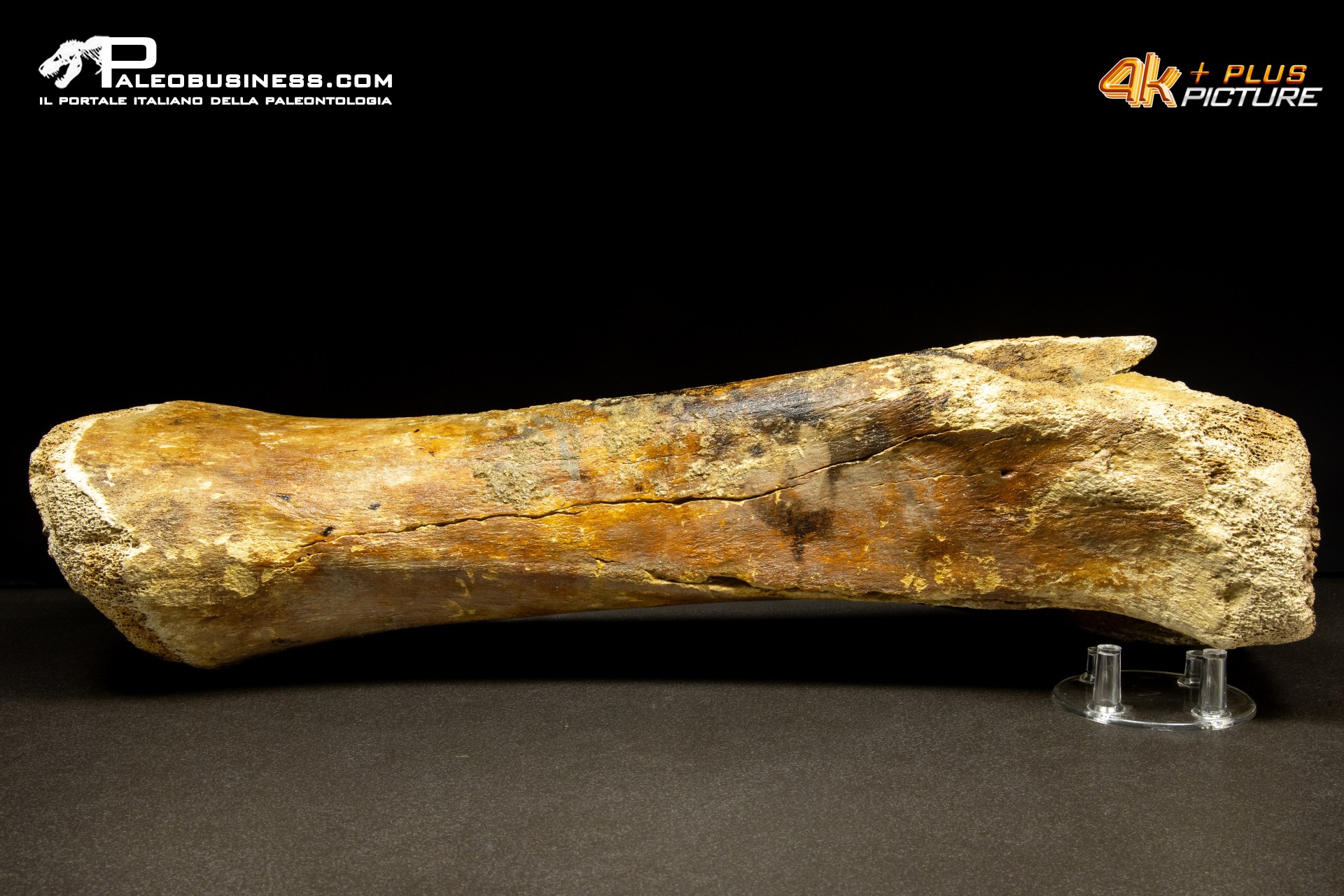 Ulna di Mammuthus primigenius
