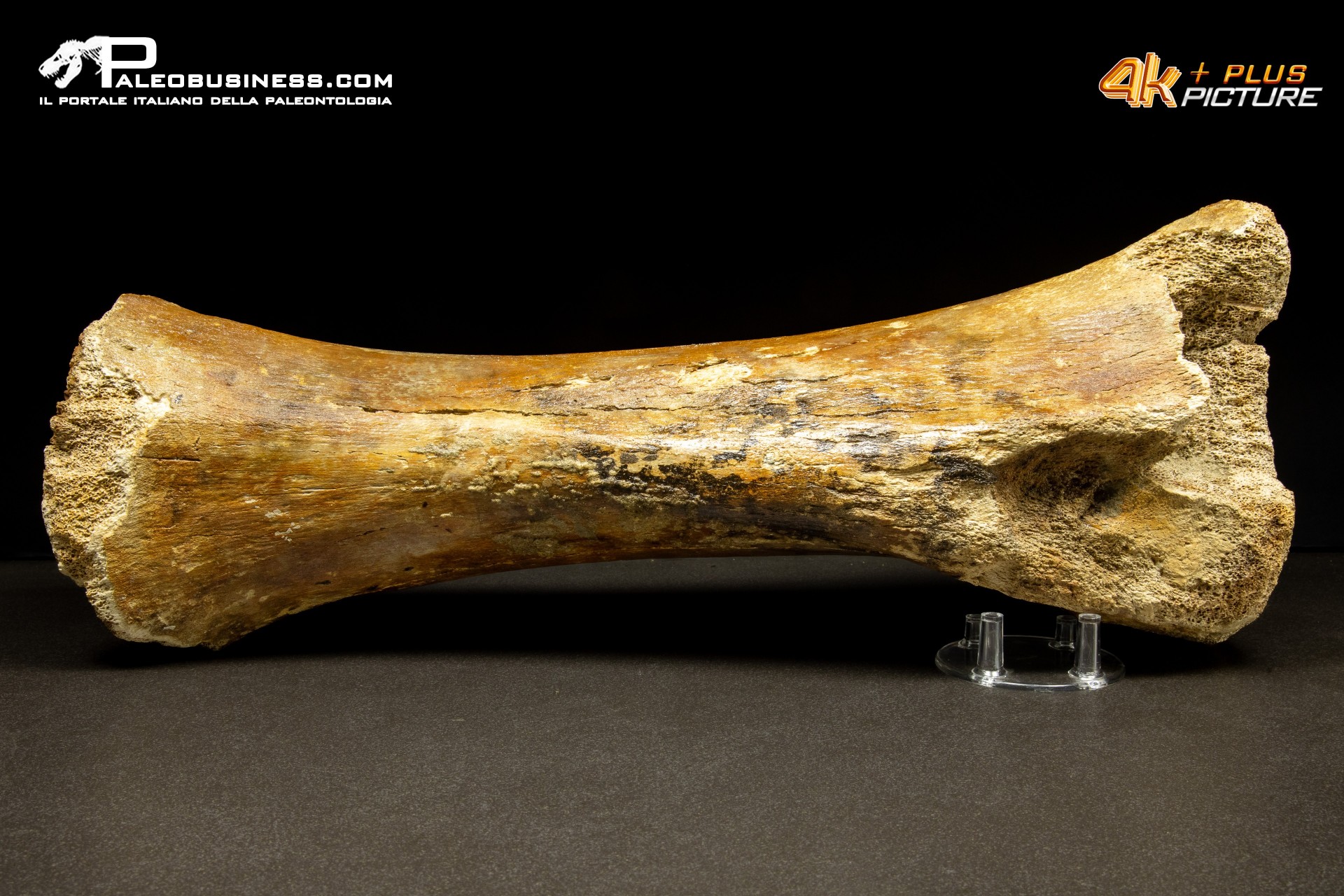 Ulna di Mammuthus primigenius