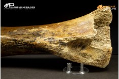 Ulna di Mammuthus primigenius