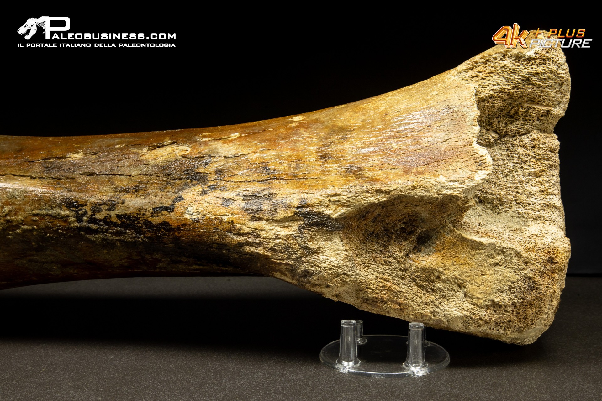 Ulna di Mammuthus primigenius