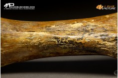 Ulna di Mammuthus primigenius