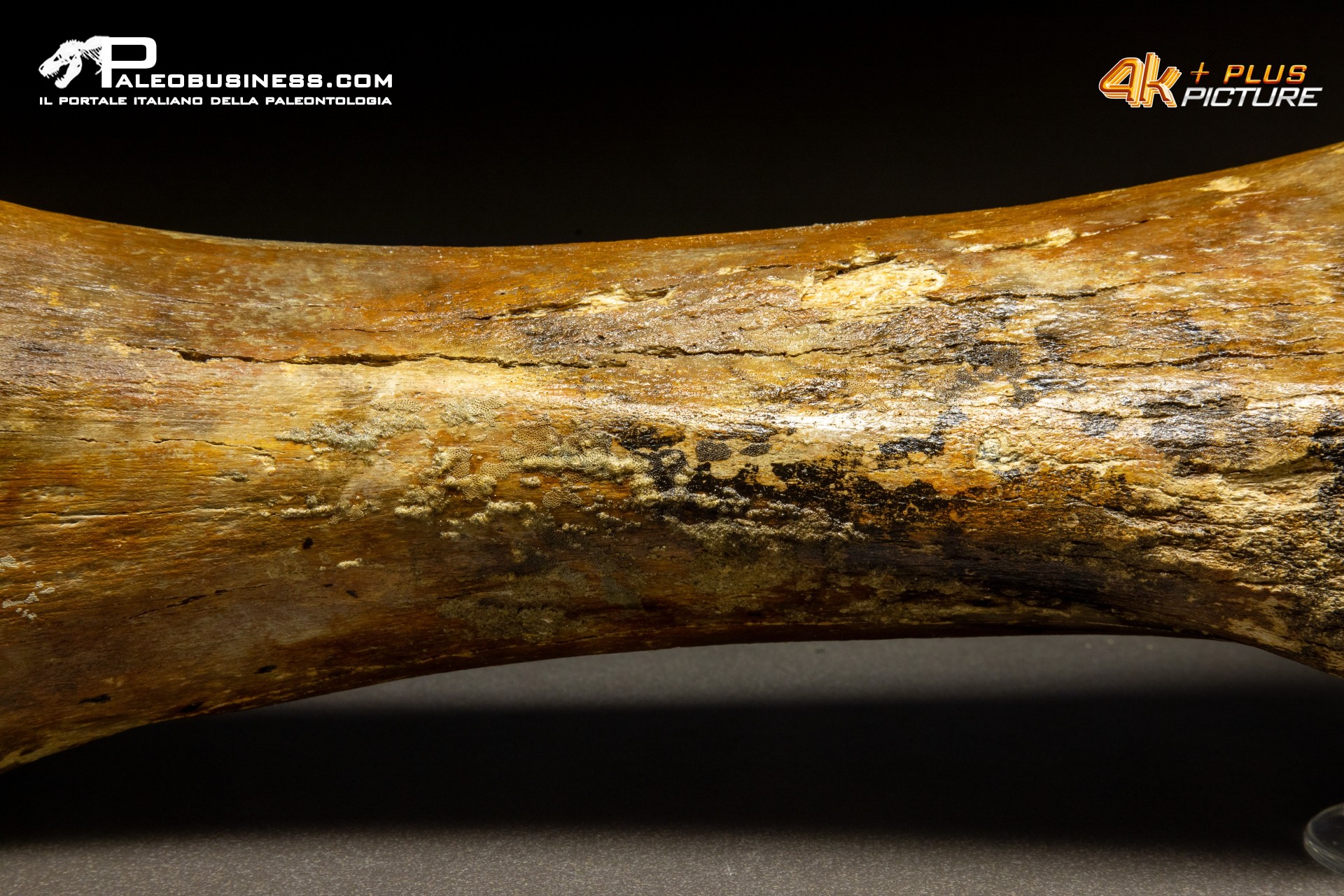 Ulna di Mammuthus primigenius