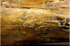 Ulna di Mammuthus primigenius