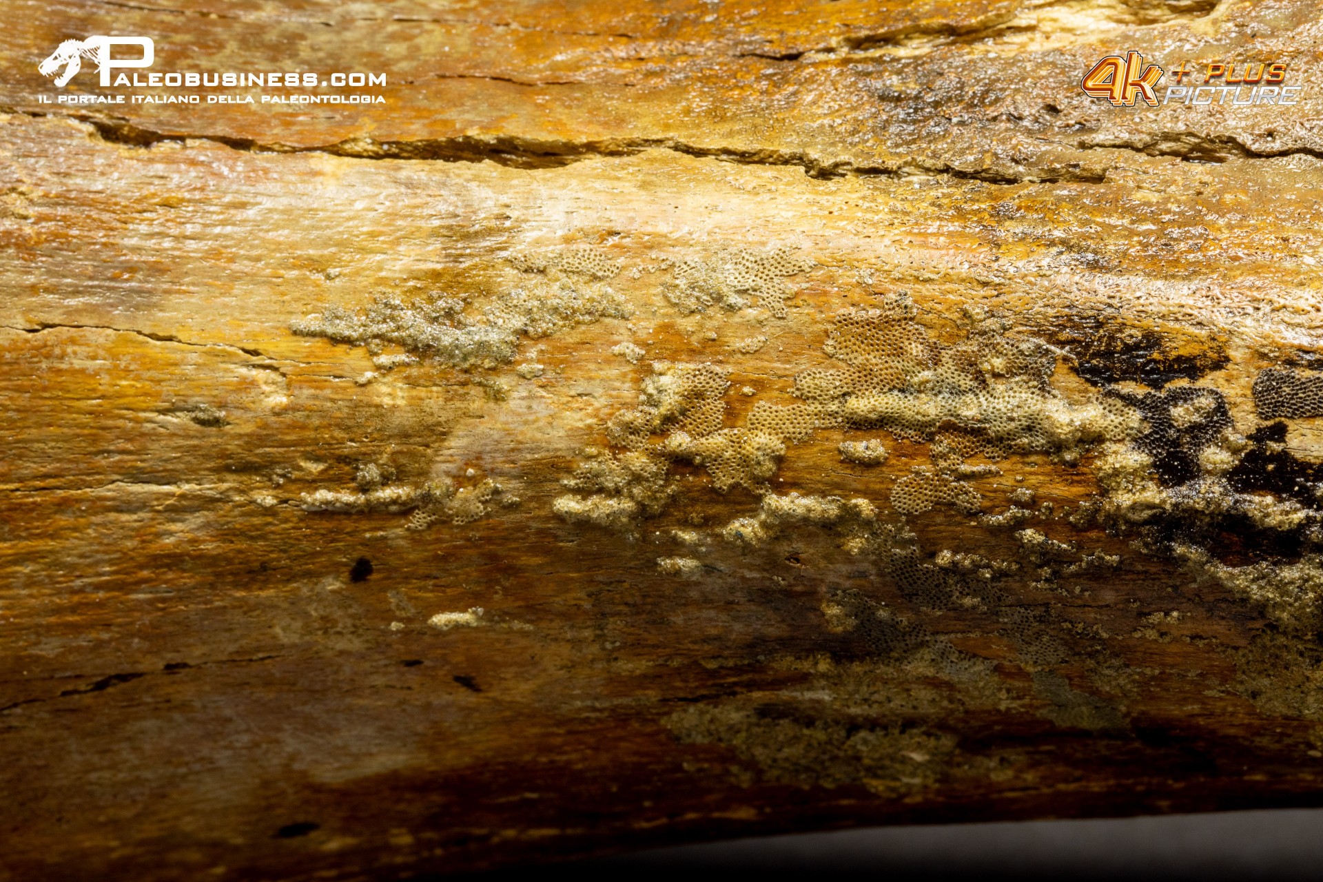 Ulna di Mammuthus primigenius