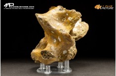 Vertebra di Bison priscus