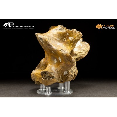 Vertebra di Bison priscus