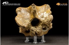 Vertebra di Bison priscus
