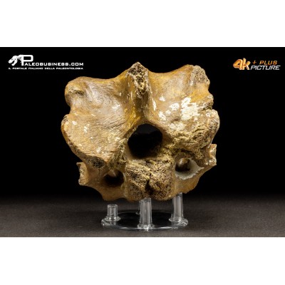Vertebra di Bison priscus