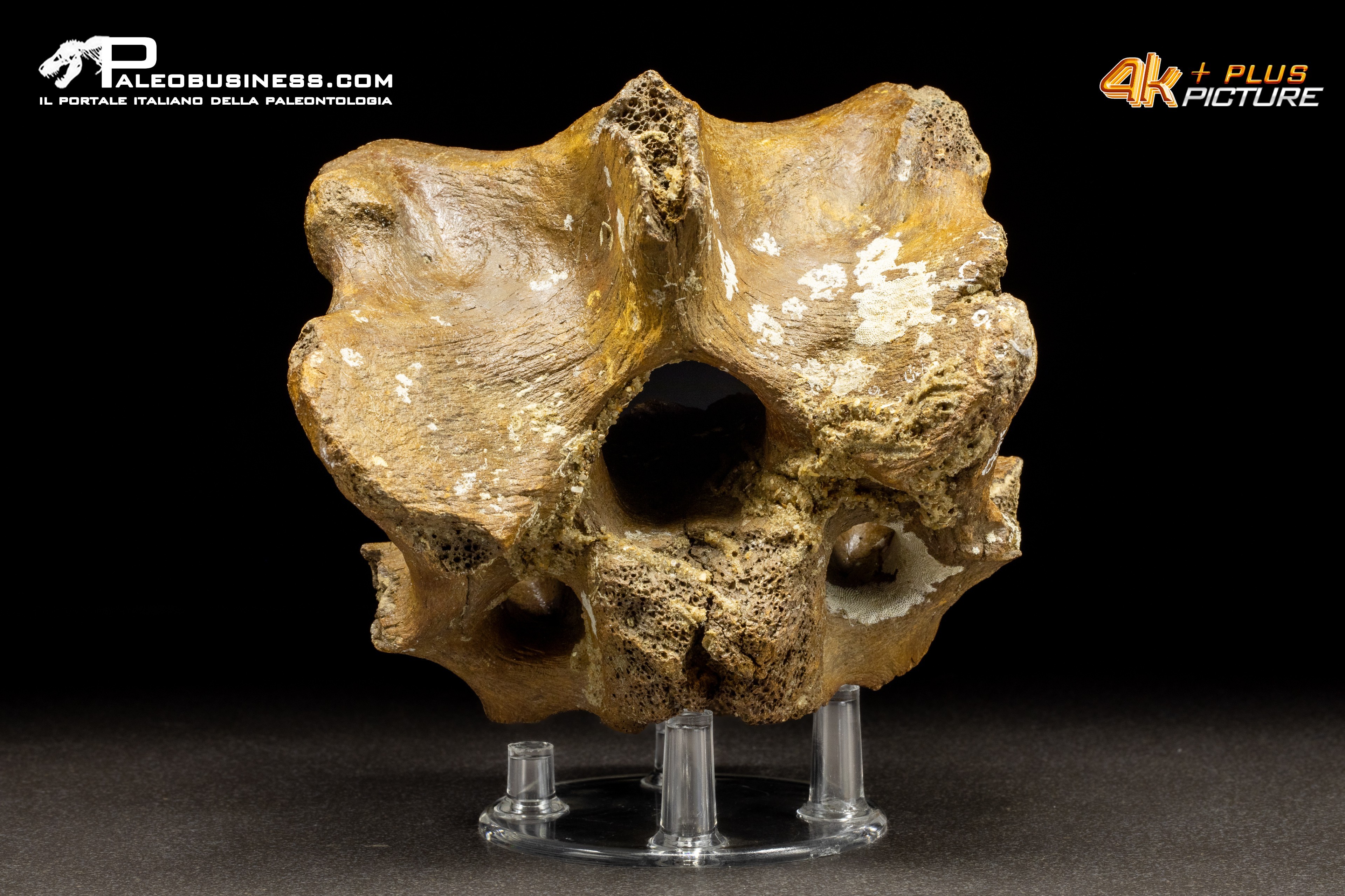 Vertebra di Bison priscus