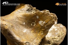 Vertebra di Bison priscus