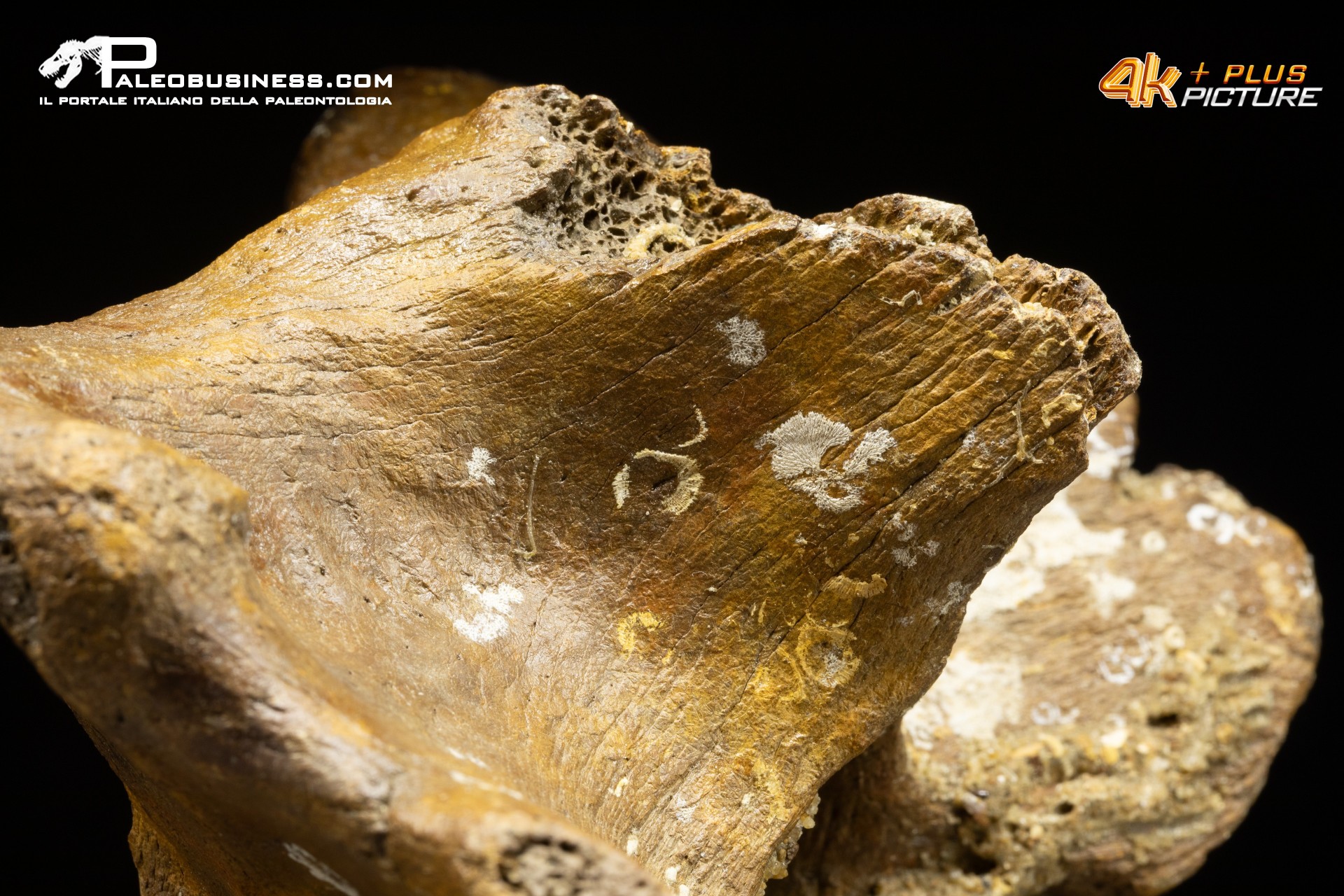 Vertebra di Bison priscus
