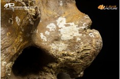 Vertebra di Bison priscus