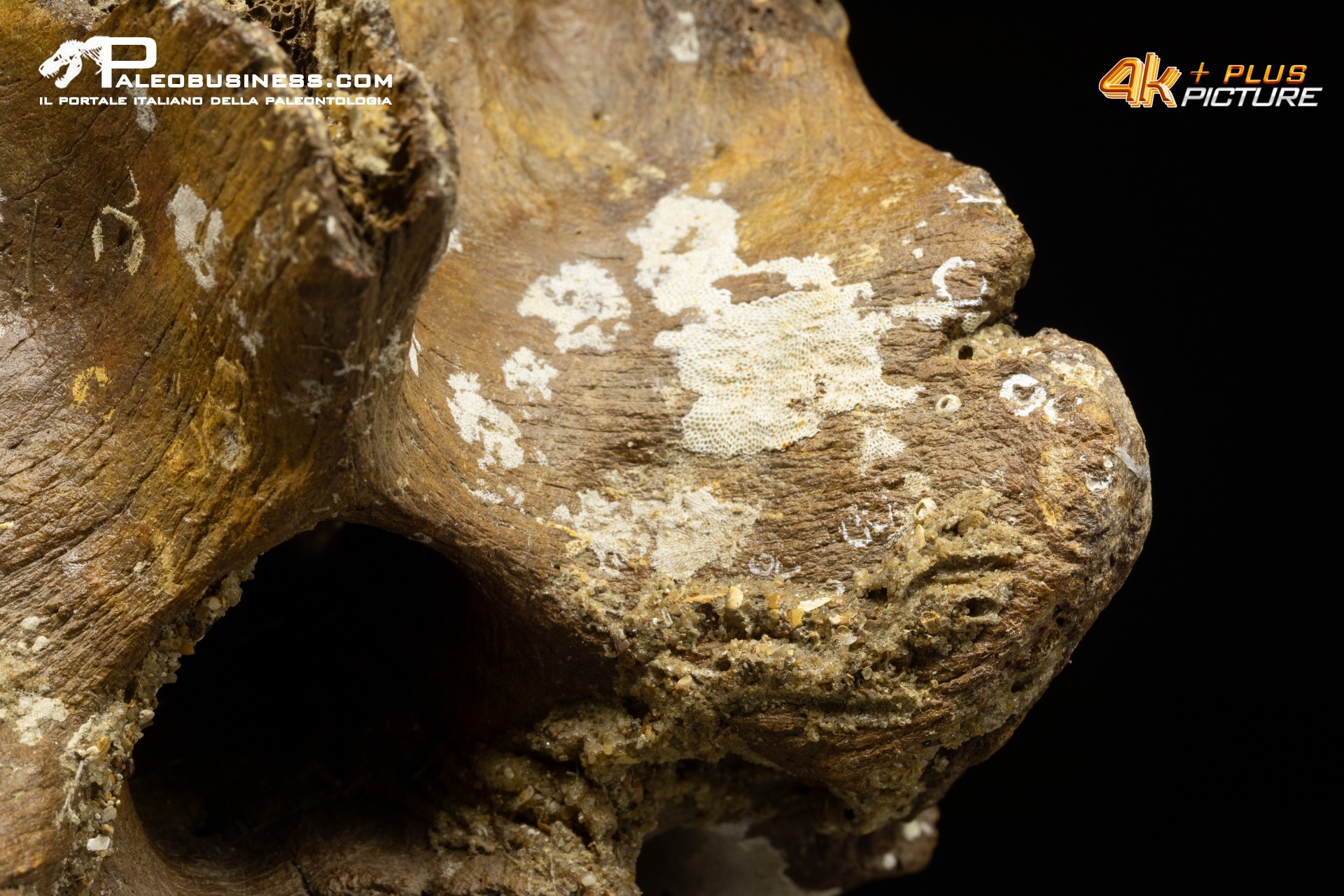 Vertebra di Bison priscus