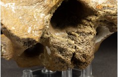 Vertebra di Bison priscus