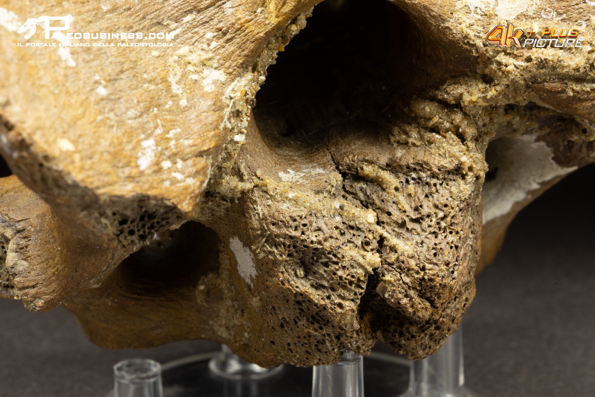 Vertebra di Bison priscus