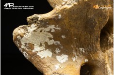 Vertebra di Bison priscus
