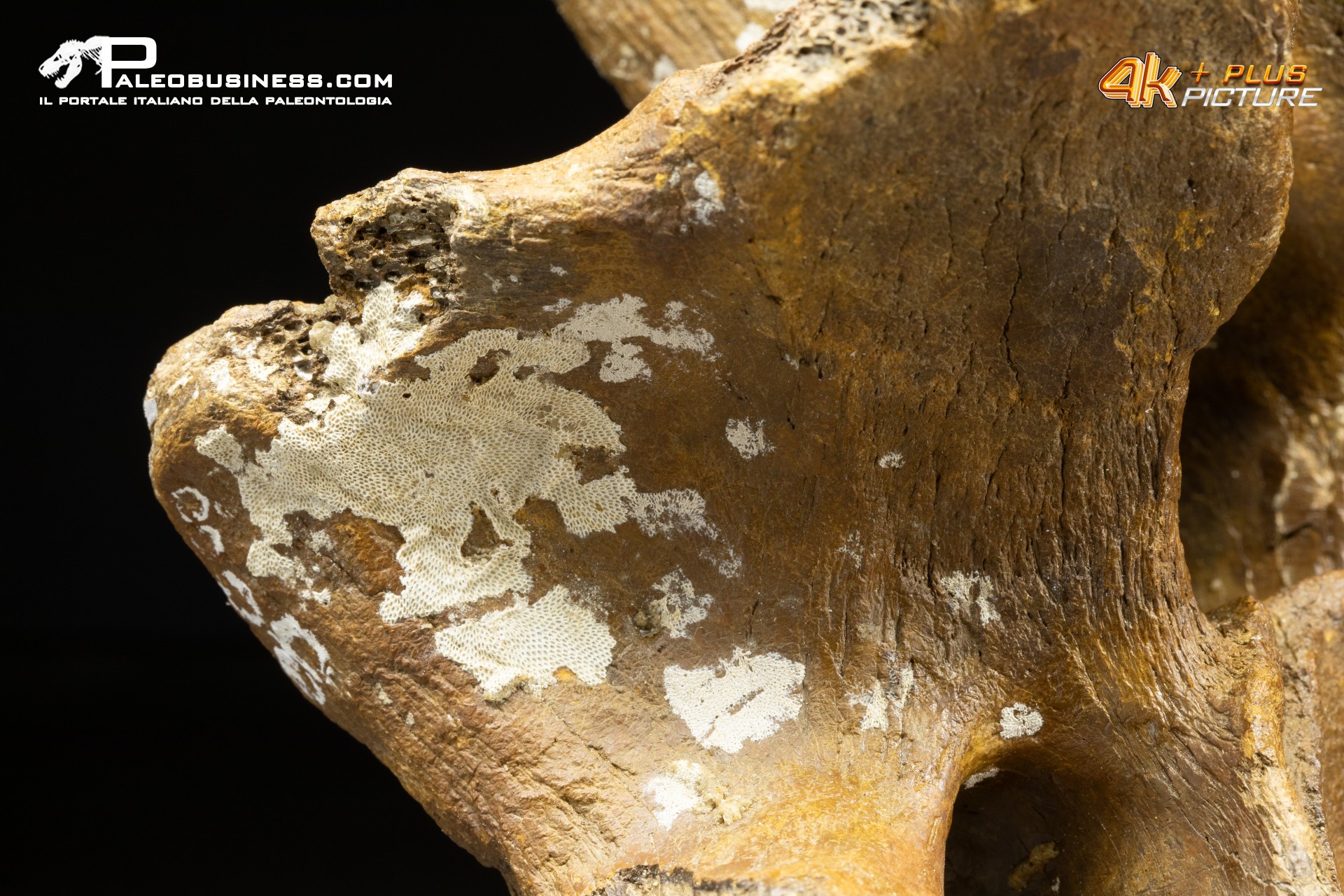 Vertebra di Bison priscus