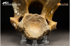 Vertebra di Bison priscus