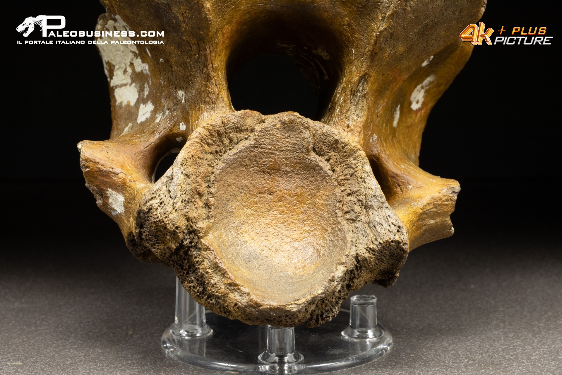 Vertebra di Bison priscus